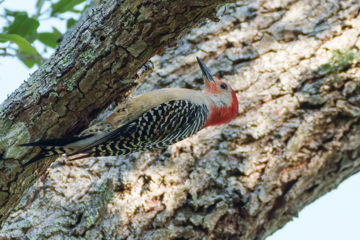 Red-bellied Woodpecker - ML618319366