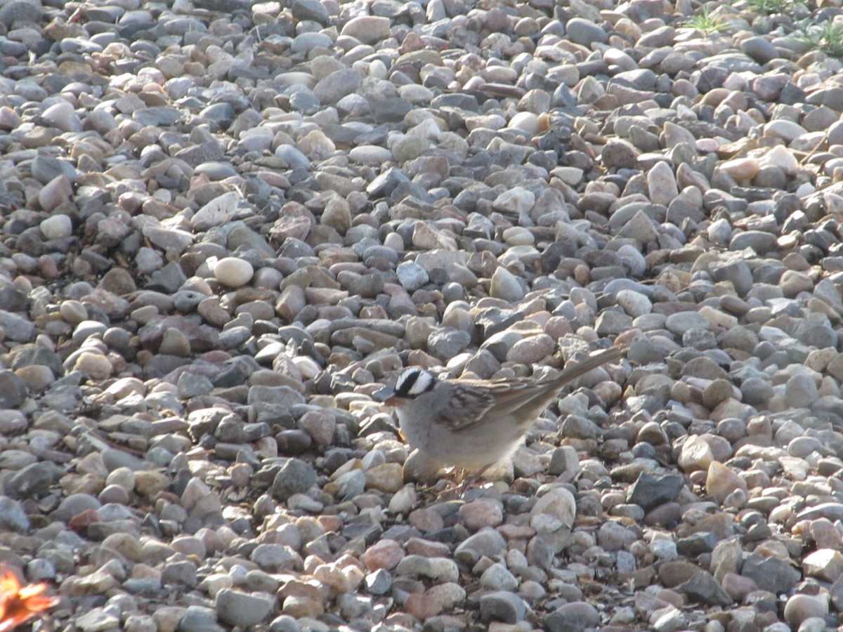 White-crowned Sparrow - ML618319376