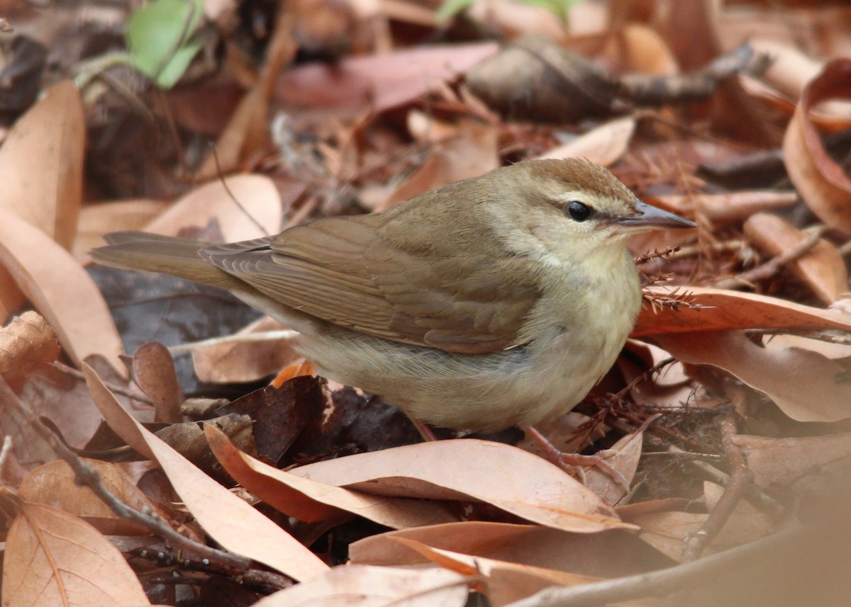 Swainson's Warbler - Stan Cho