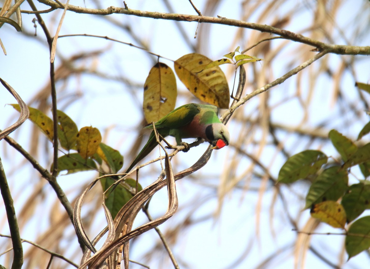 Red-breasted Parakeet - Praveen H N
