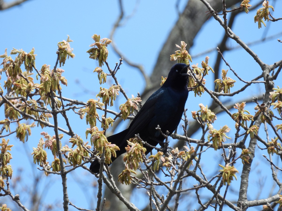 Boat-tailed Grackle - ML618319392