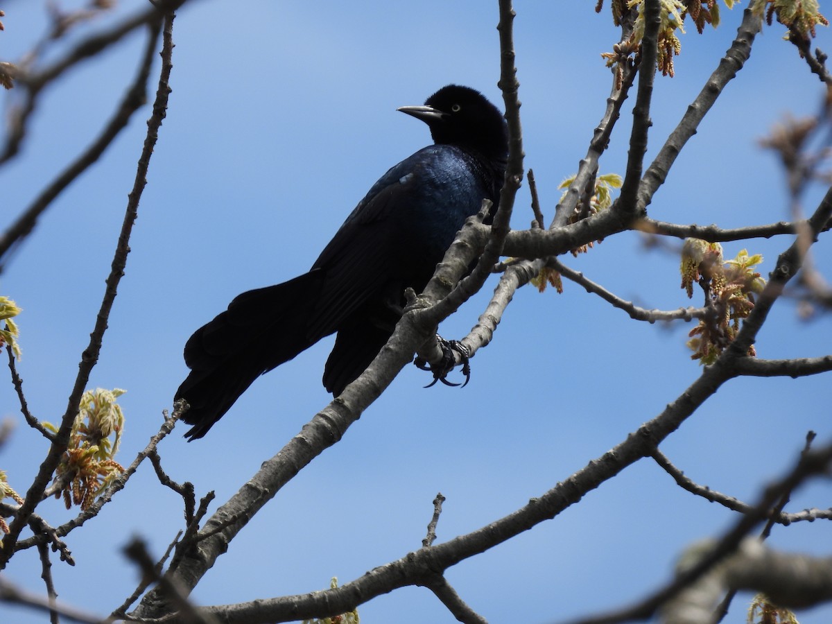 Boat-tailed Grackle - ML618319393
