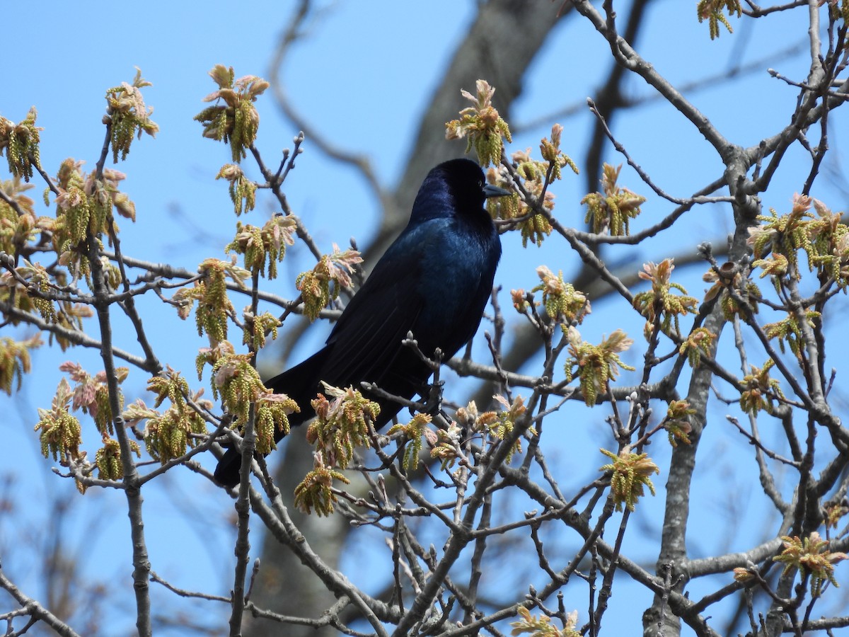 Boat-tailed Grackle - ML618319394