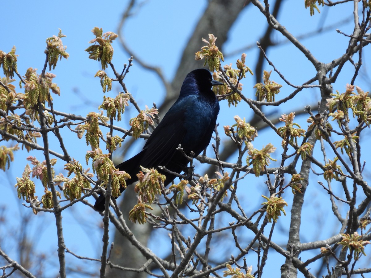 Boat-tailed Grackle - ML618319395