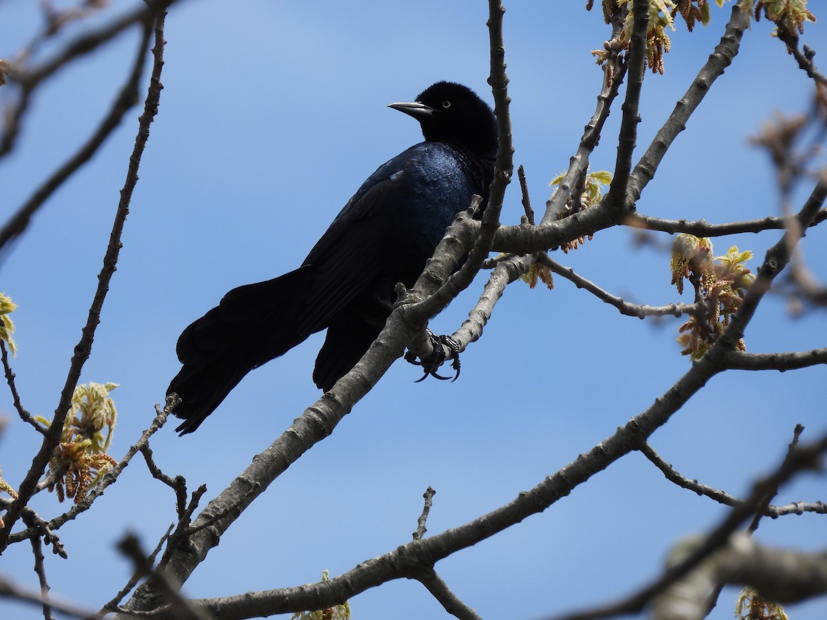 Boat-tailed Grackle - ML618319396