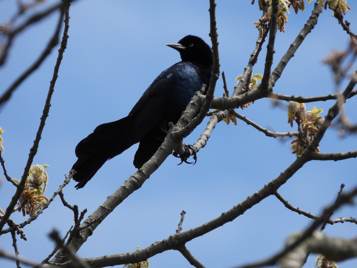 Boat-tailed Grackle - ML618319397