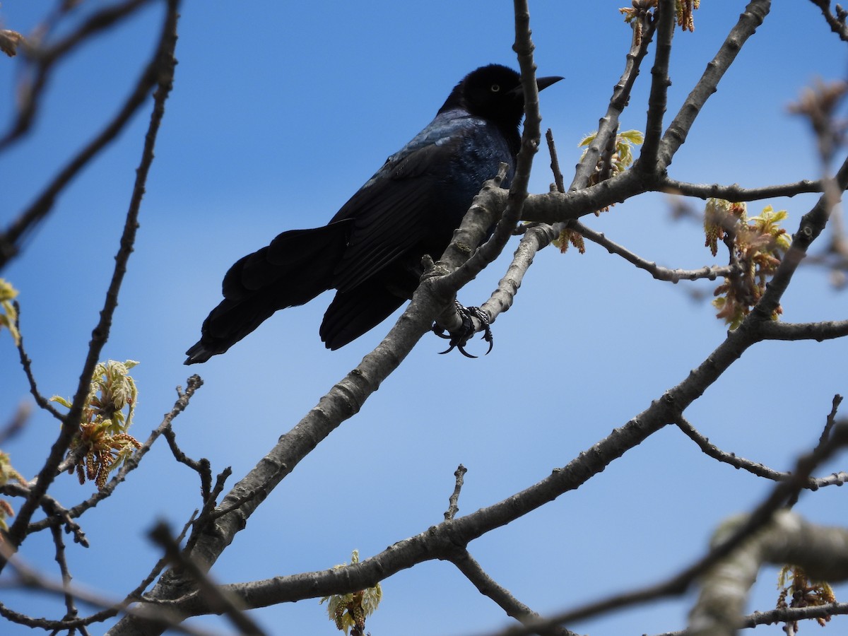 Boat-tailed Grackle - ML618319398