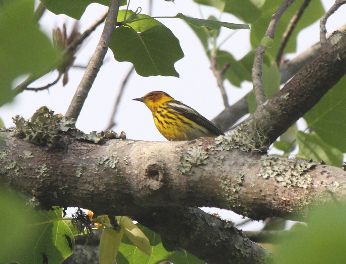 Cape May Warbler - ML618319402
