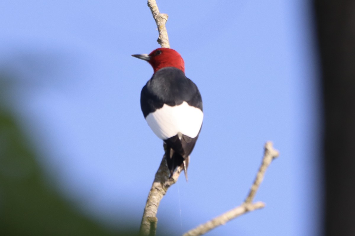 Red-headed Woodpecker - John Denice