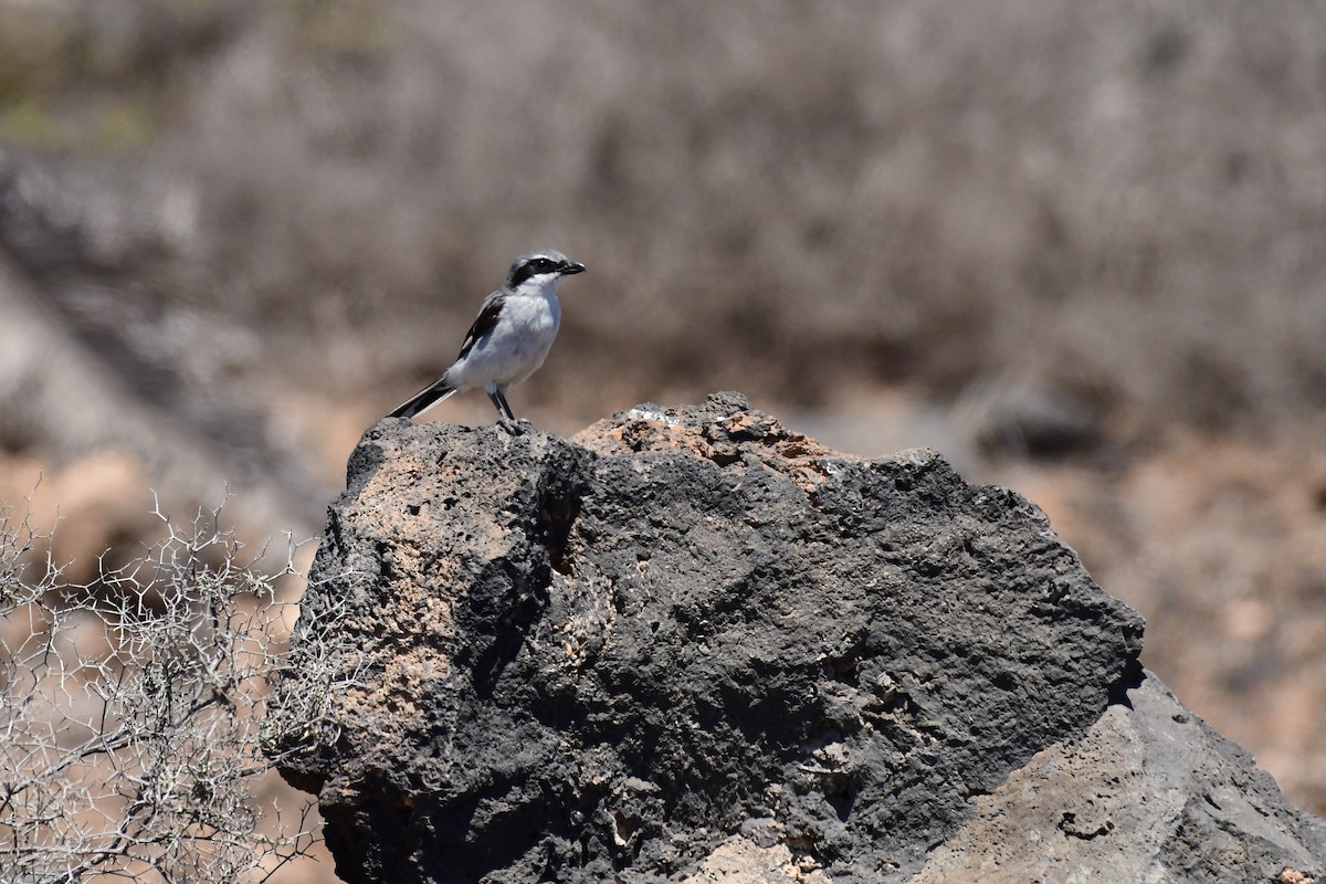 Great Gray Shrike (Sahara) - ML618319430