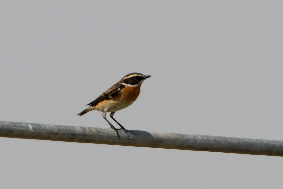 Whinchat - ML618319453