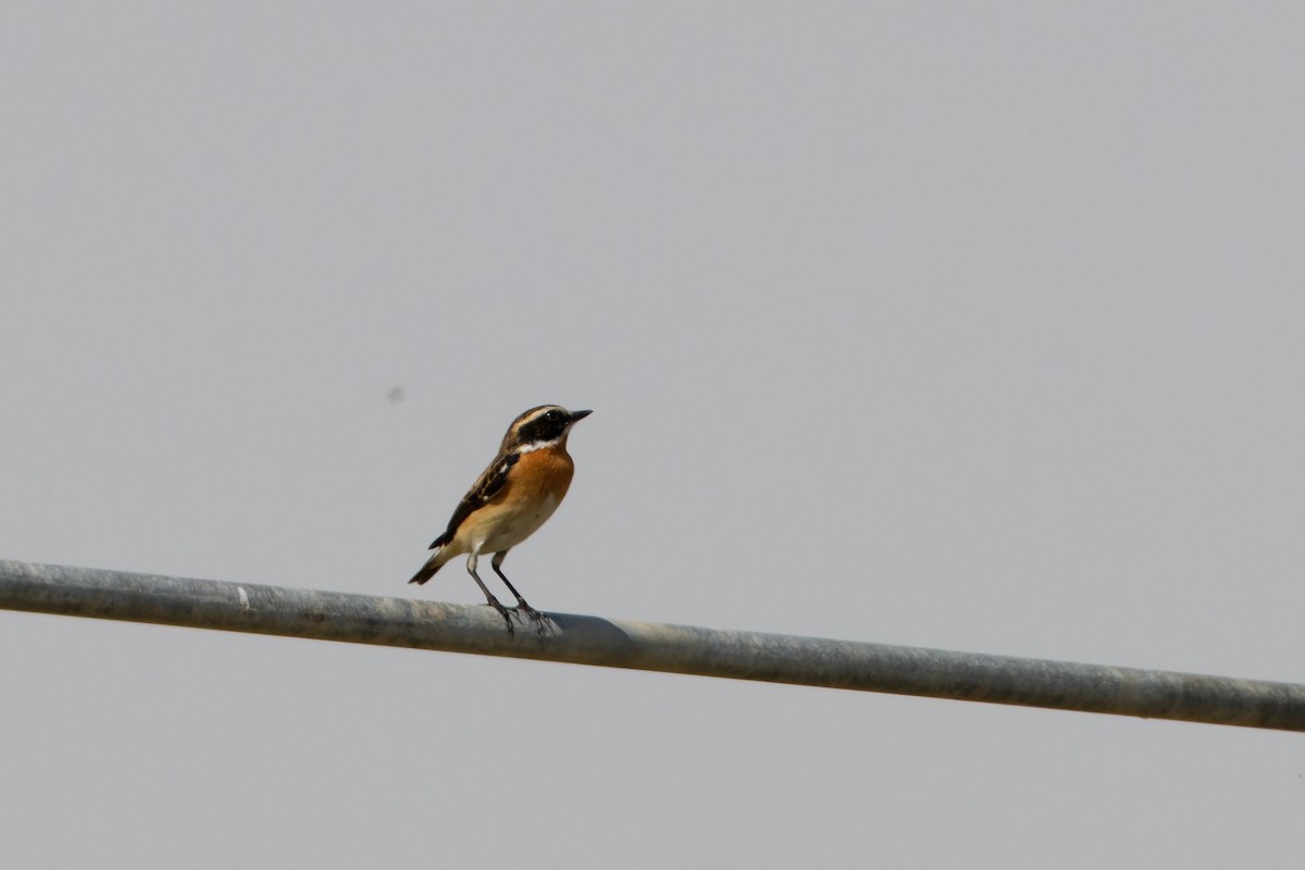 Whinchat - ML618319454