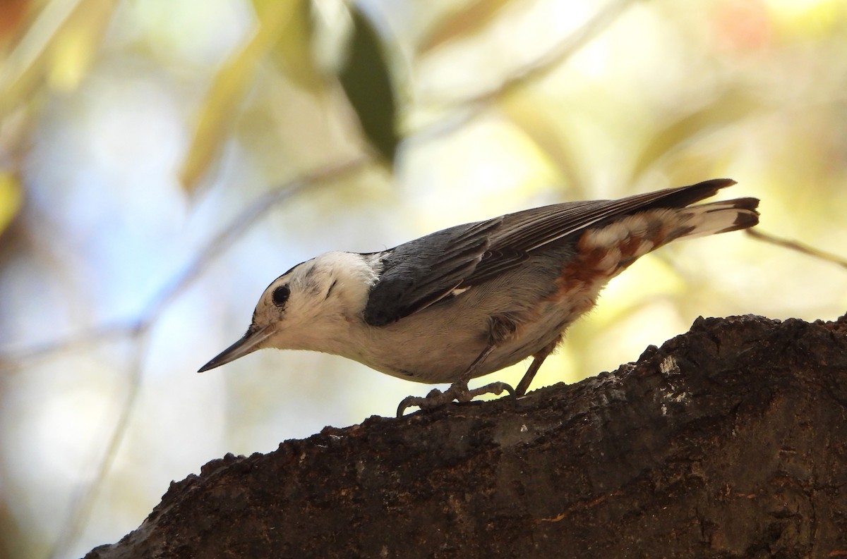 White-breasted Nuthatch - ML618319474