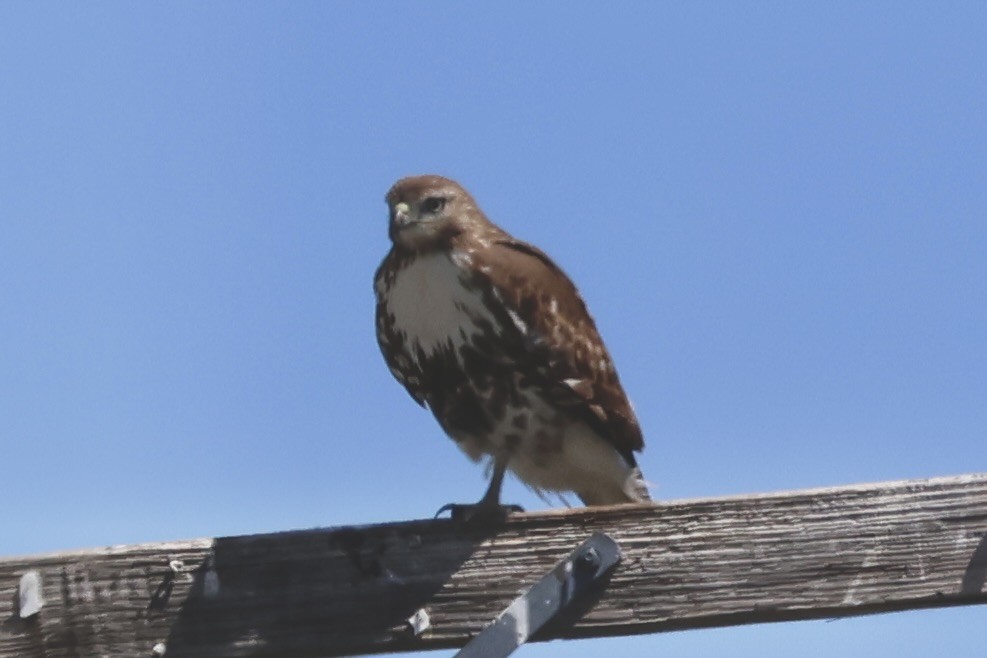 Red-tailed Hawk - ML618319479