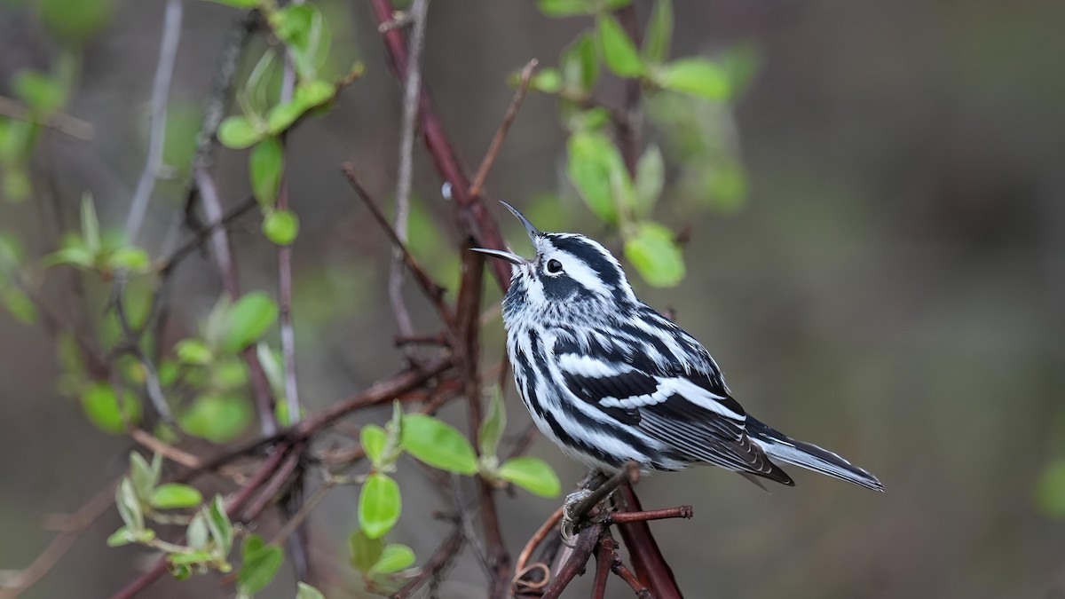 Black-and-white Warbler - ML618319489