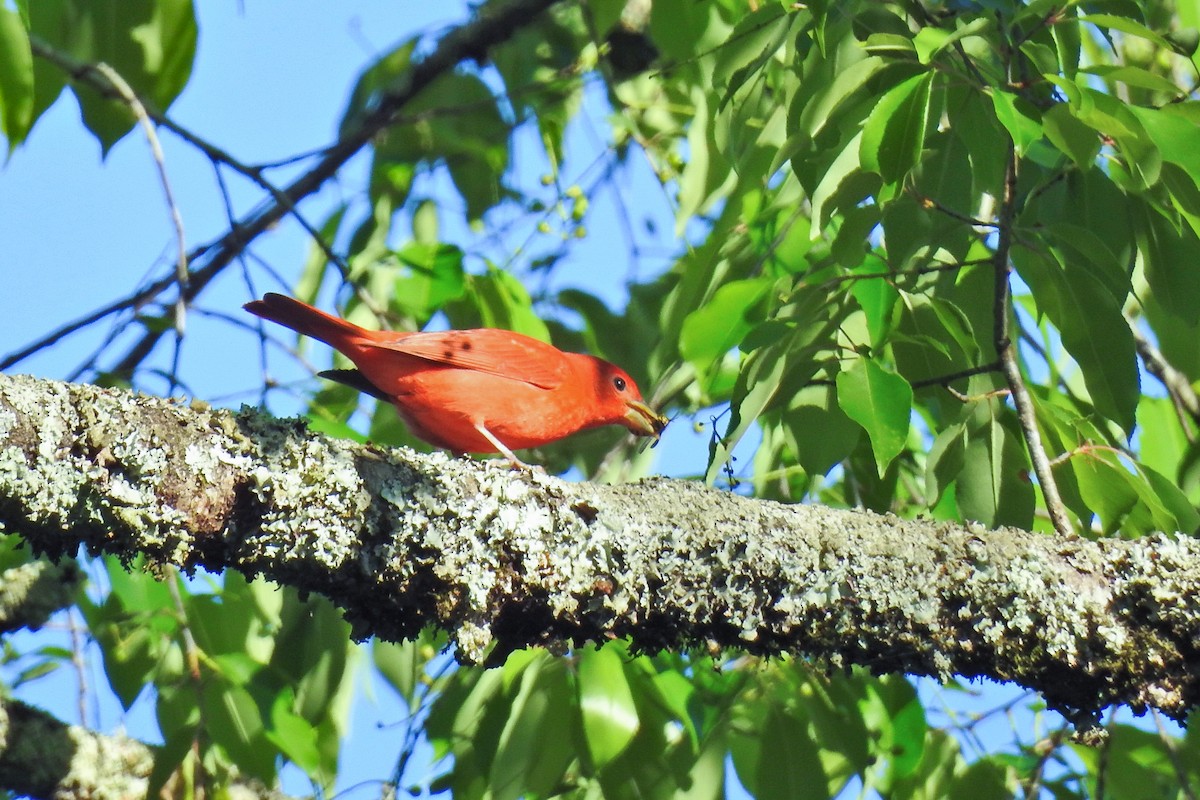 Summer Tanager - Jarvis Shirky
