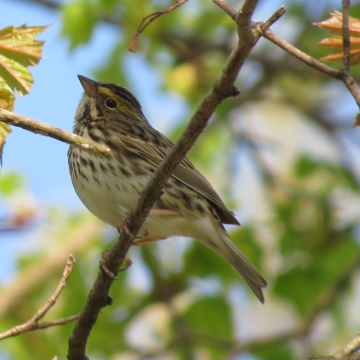 Savannah Sparrow (Savannah) - ML618319512