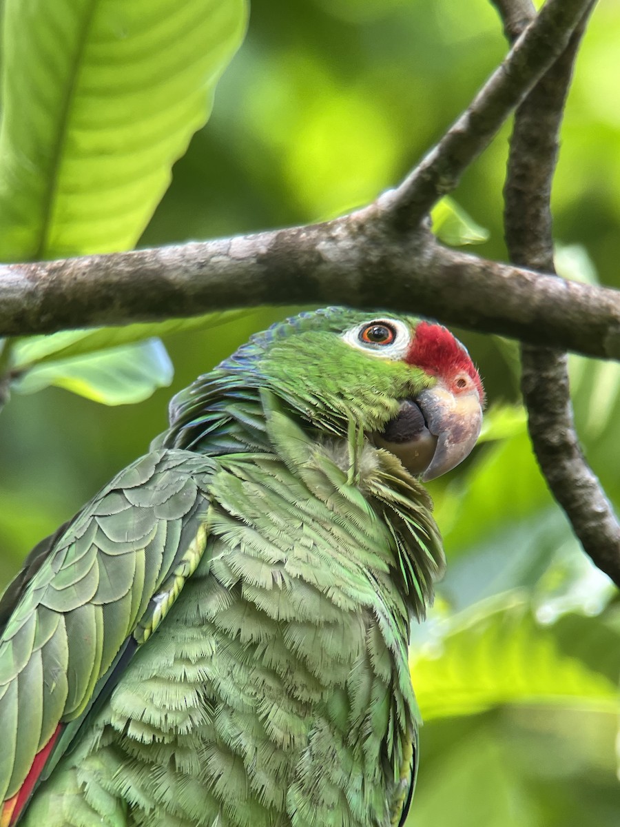 Red-lored Parrot - ML618319554
