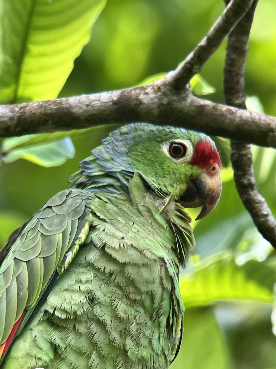 Red-lored Parrot - ML618319557