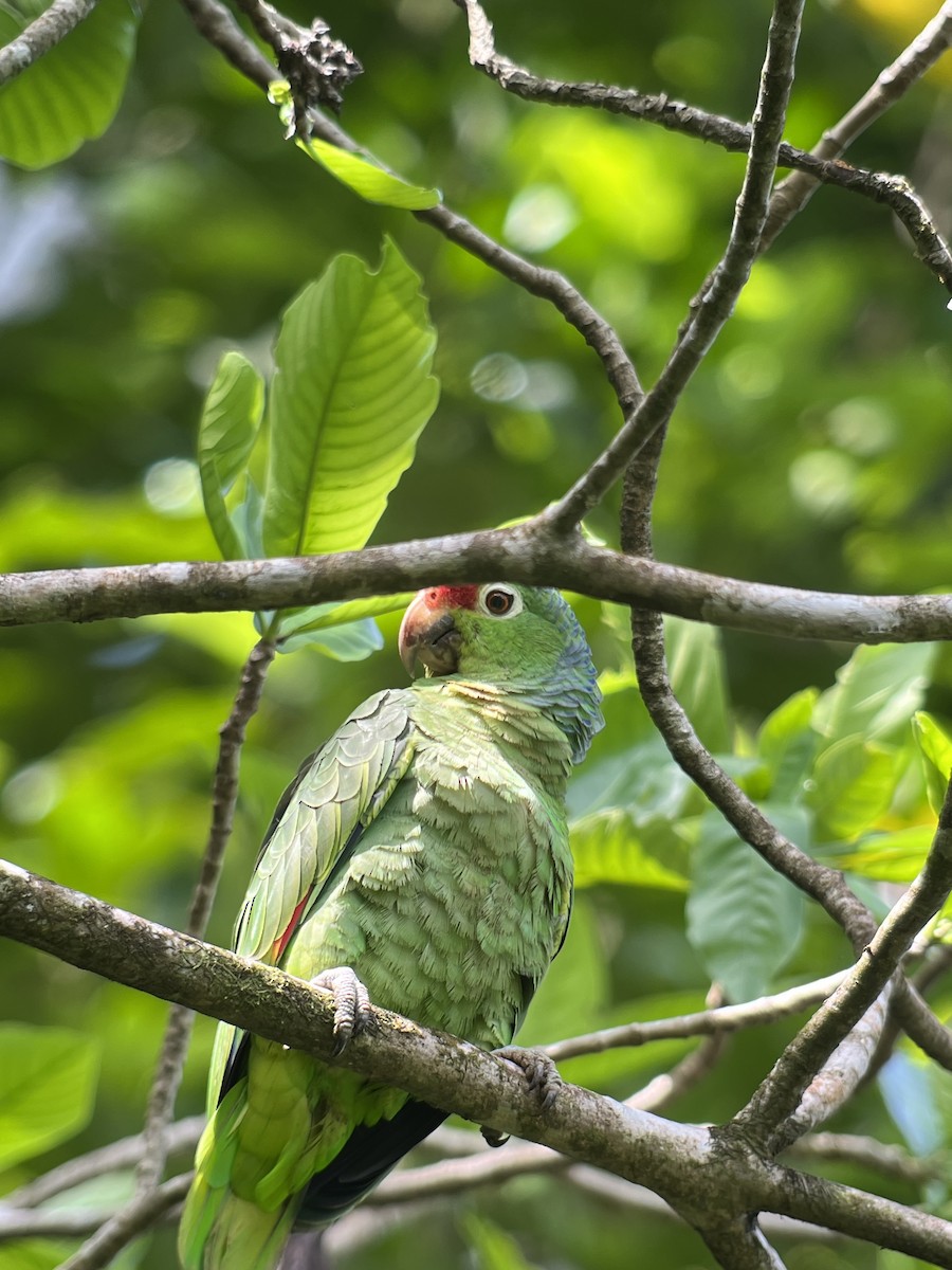 Red-lored Parrot - ML618319558