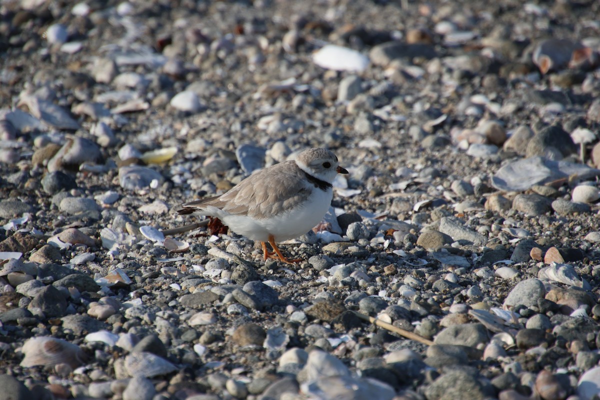 Piping Plover - ML618319595