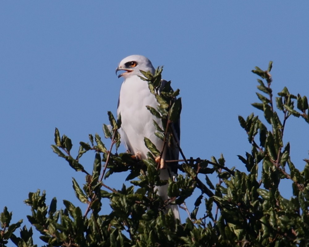 White-tailed Kite - ML618319599