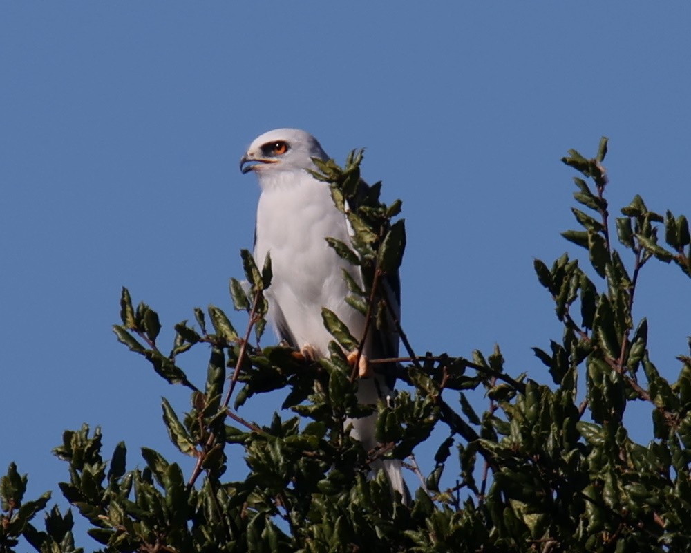 White-tailed Kite - ML618319601