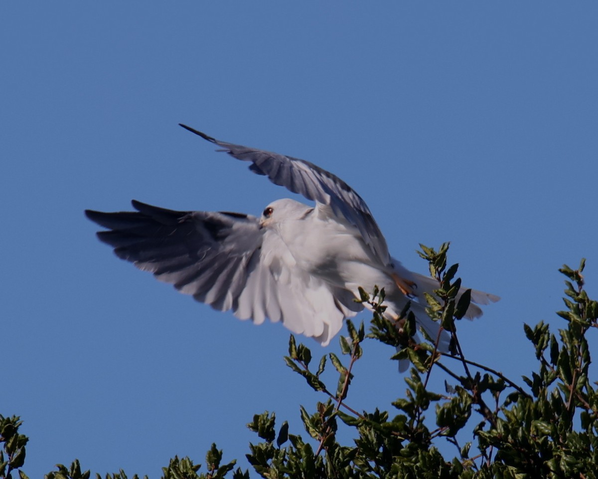 White-tailed Kite - ML618319603