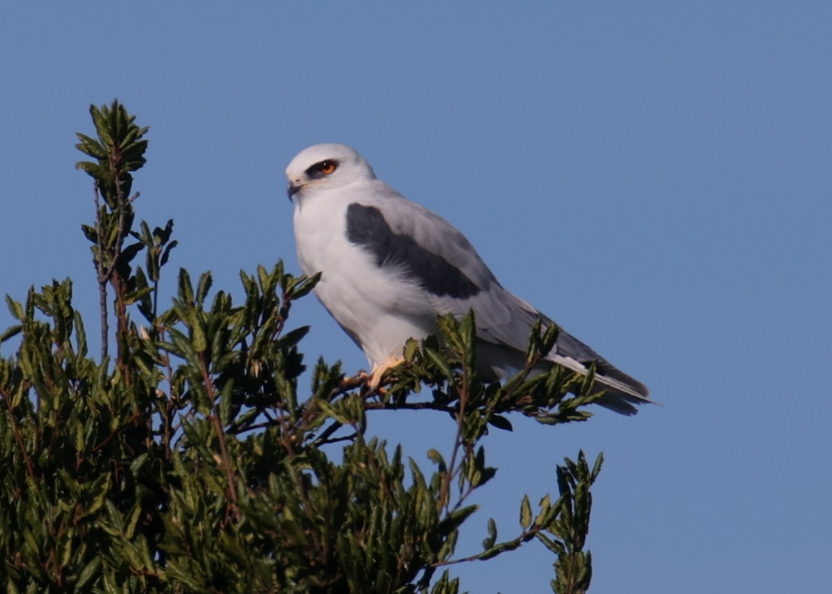 White-tailed Kite - ML618319604