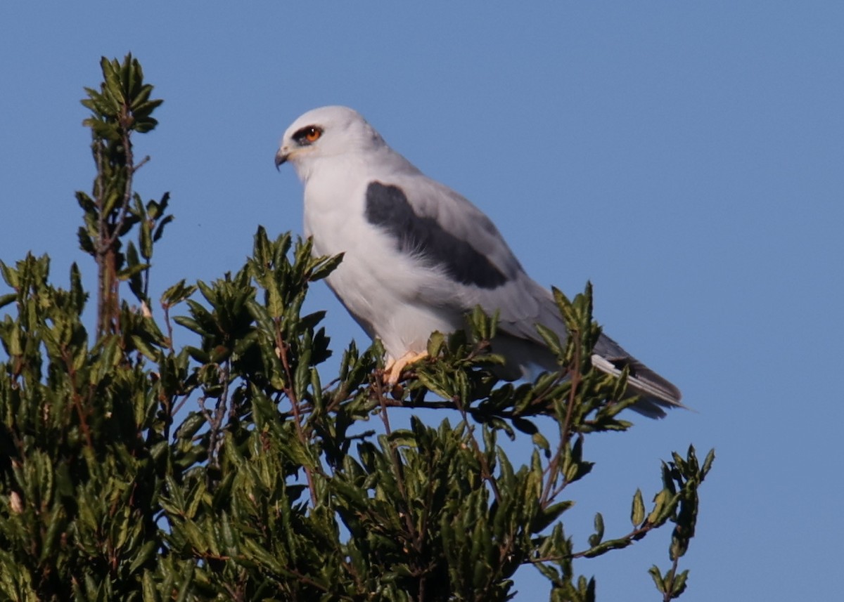 White-tailed Kite - ML618319609