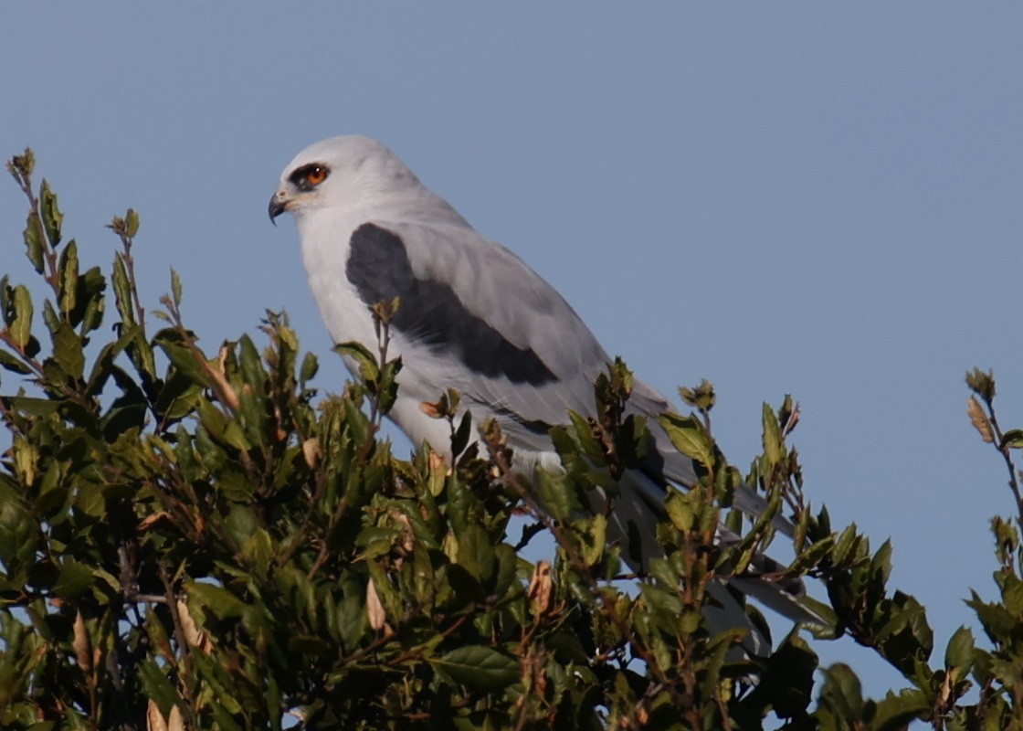 White-tailed Kite - Linda Dalton