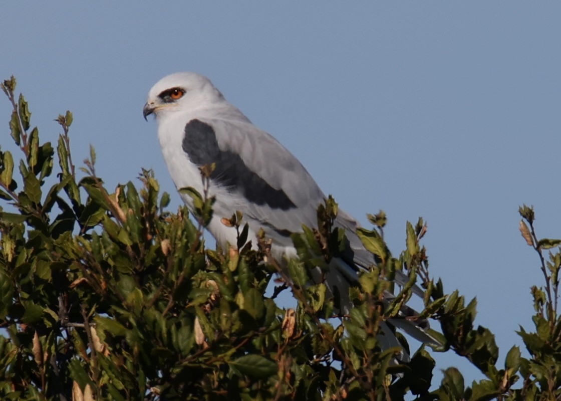 White-tailed Kite - ML618319612