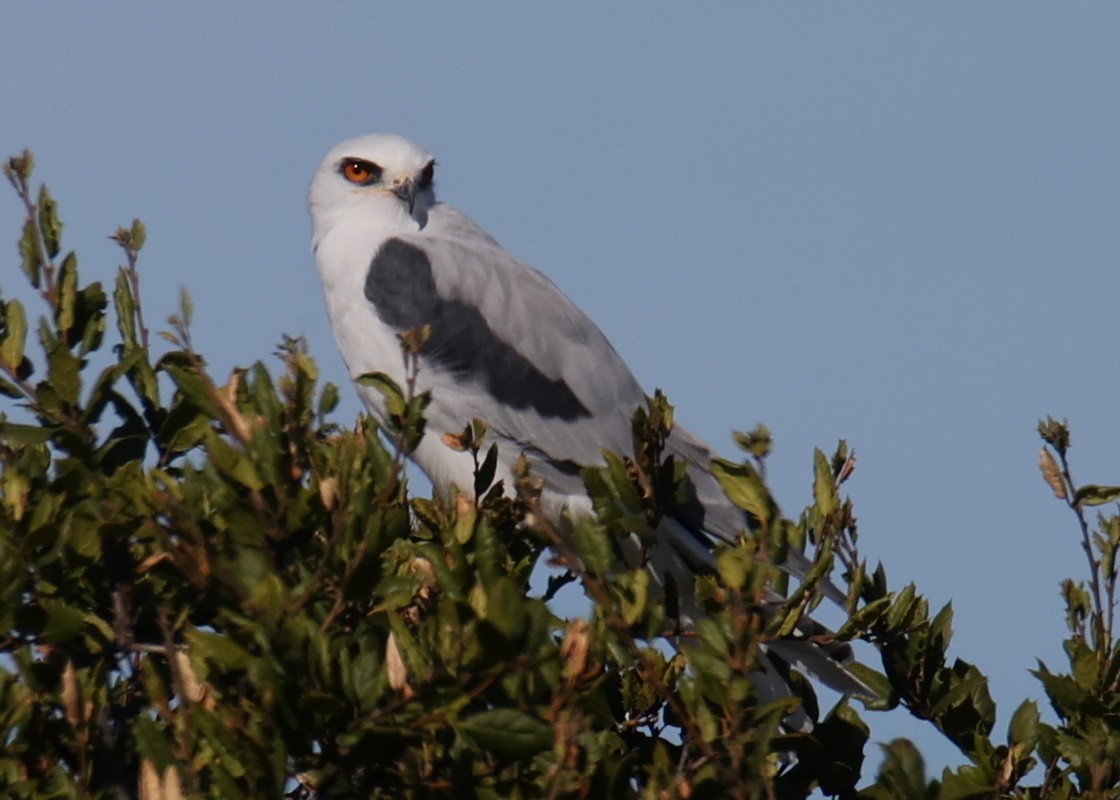 White-tailed Kite - ML618319613
