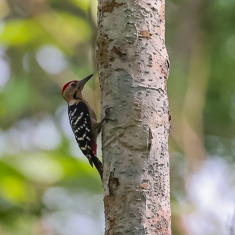 Fulvous-breasted Woodpecker - ML618319629