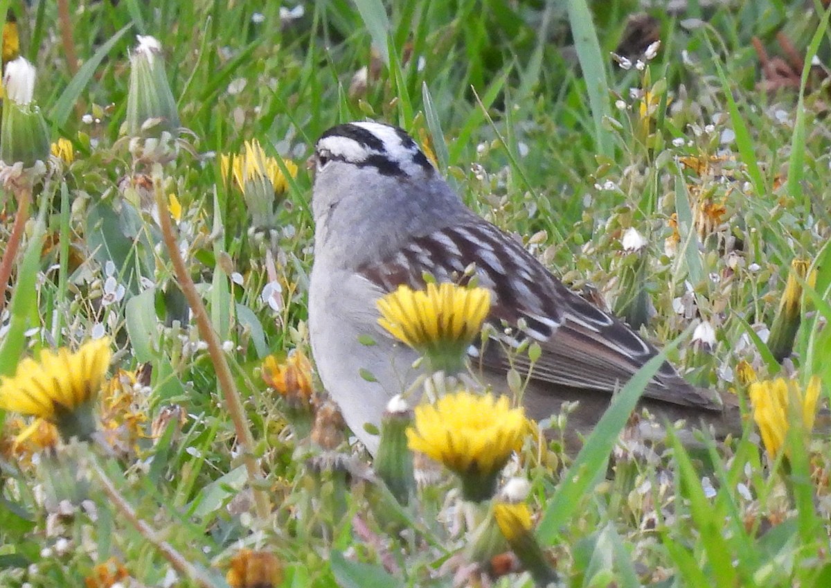 White-crowned Sparrow - ML618319634