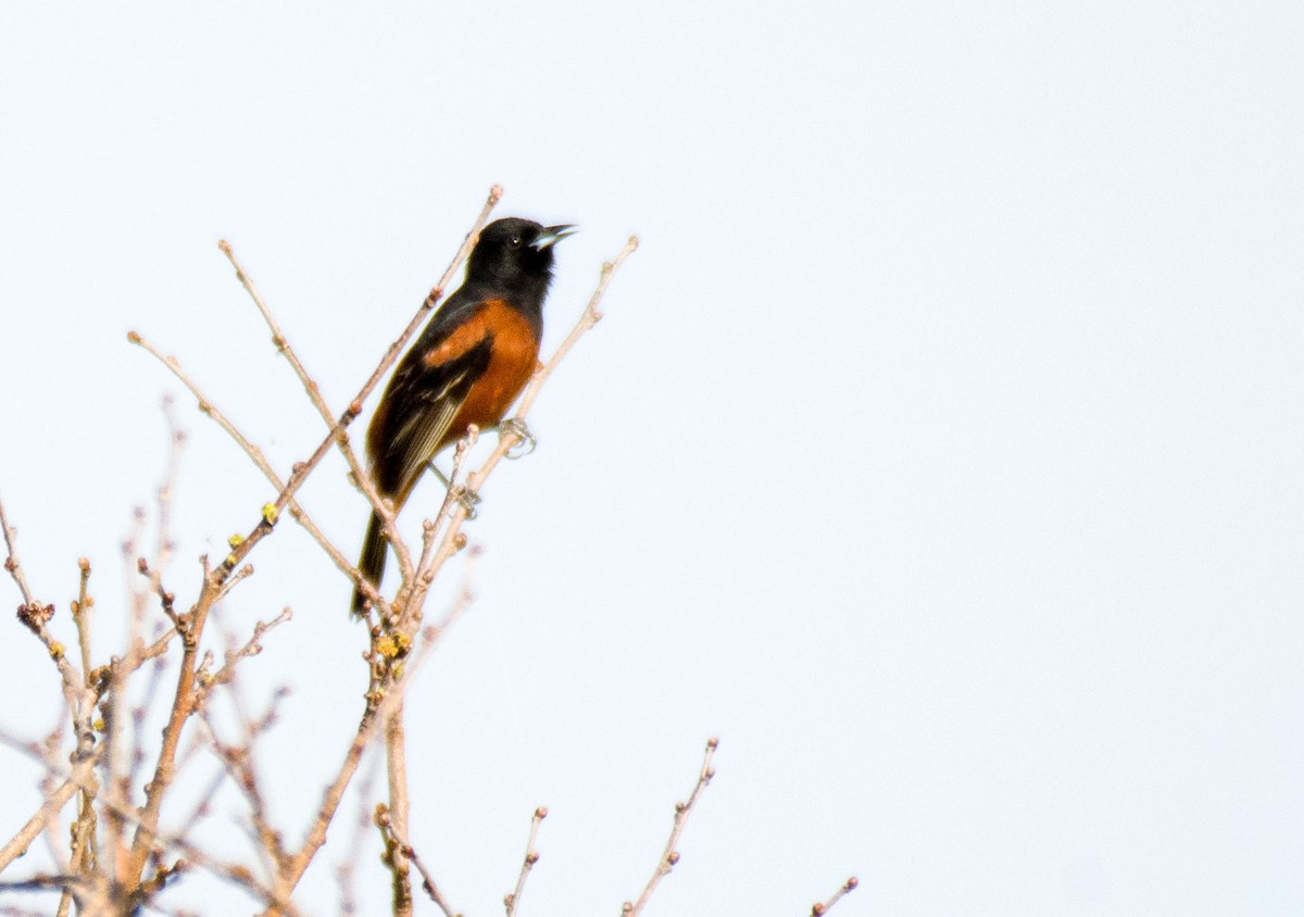 Orchard Oriole - ML618319715