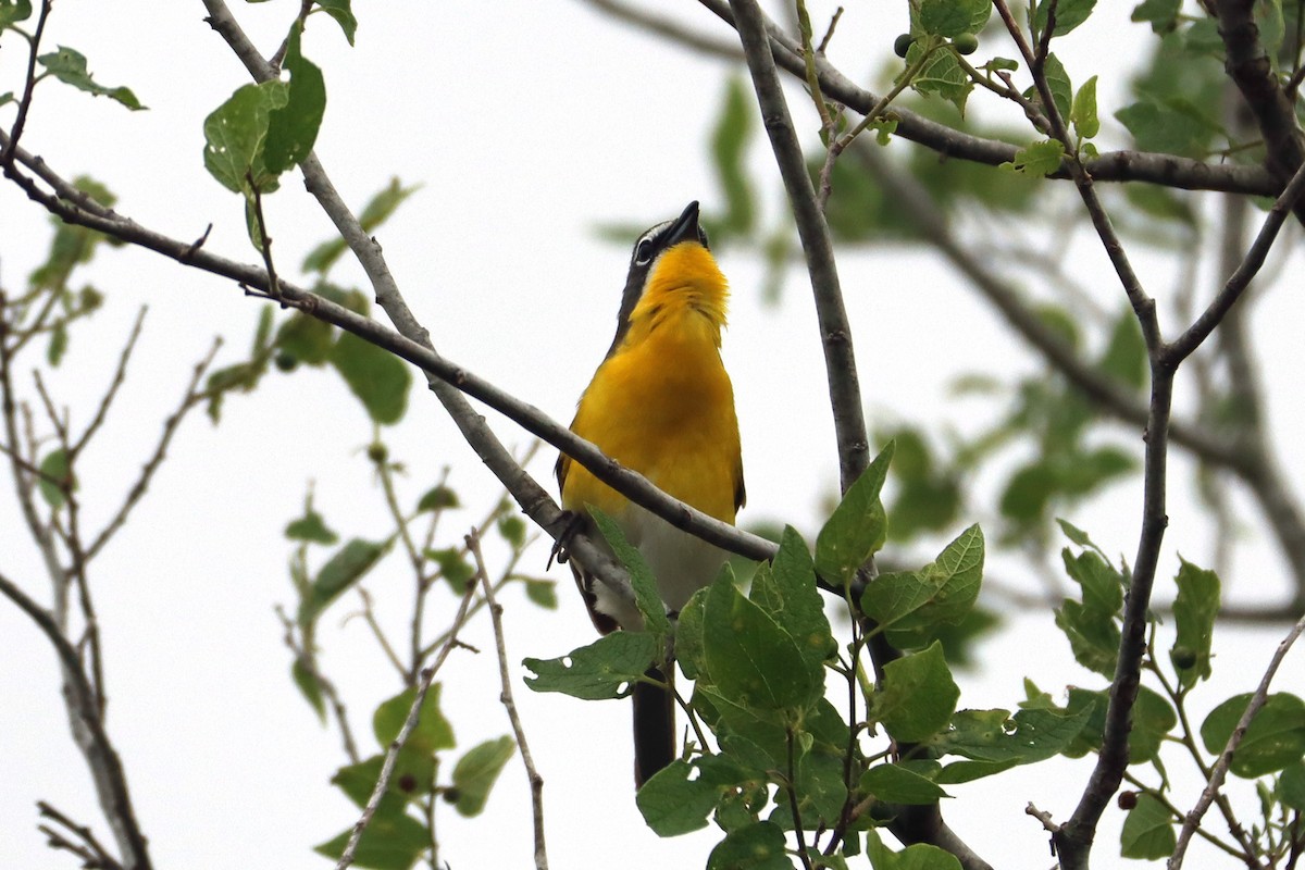 Yellow-breasted Chat - ML618319722