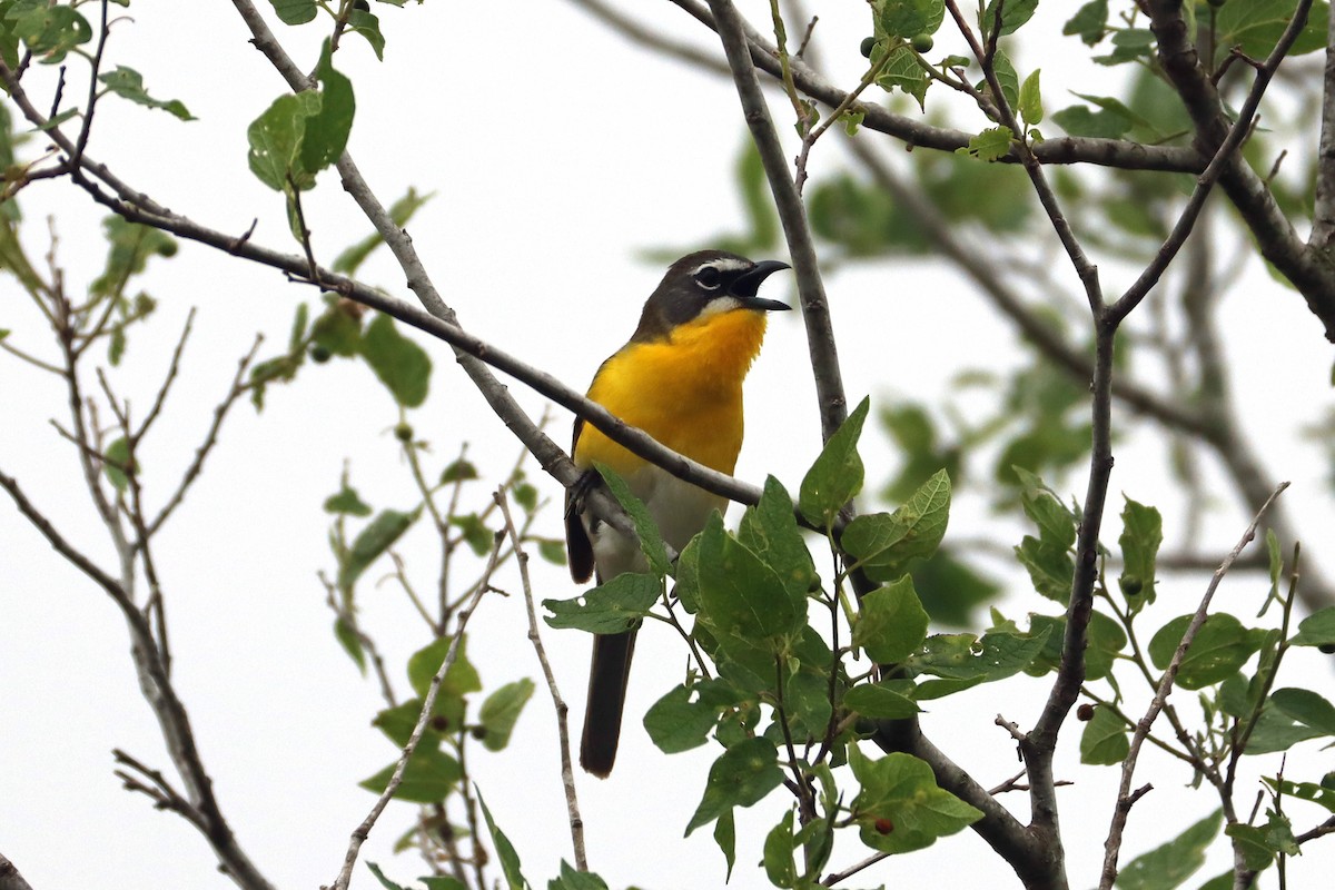 Yellow-breasted Chat - ML618319725