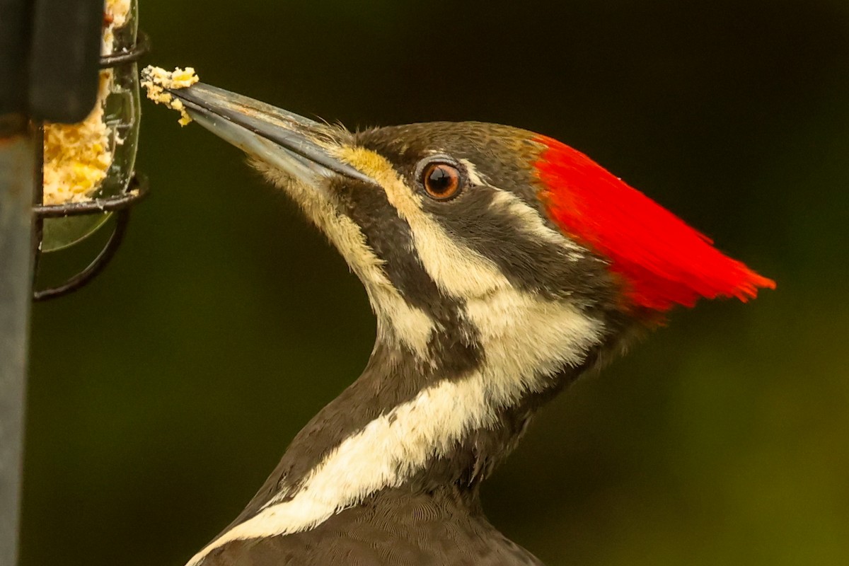 Pileated Woodpecker - Ian Somerville