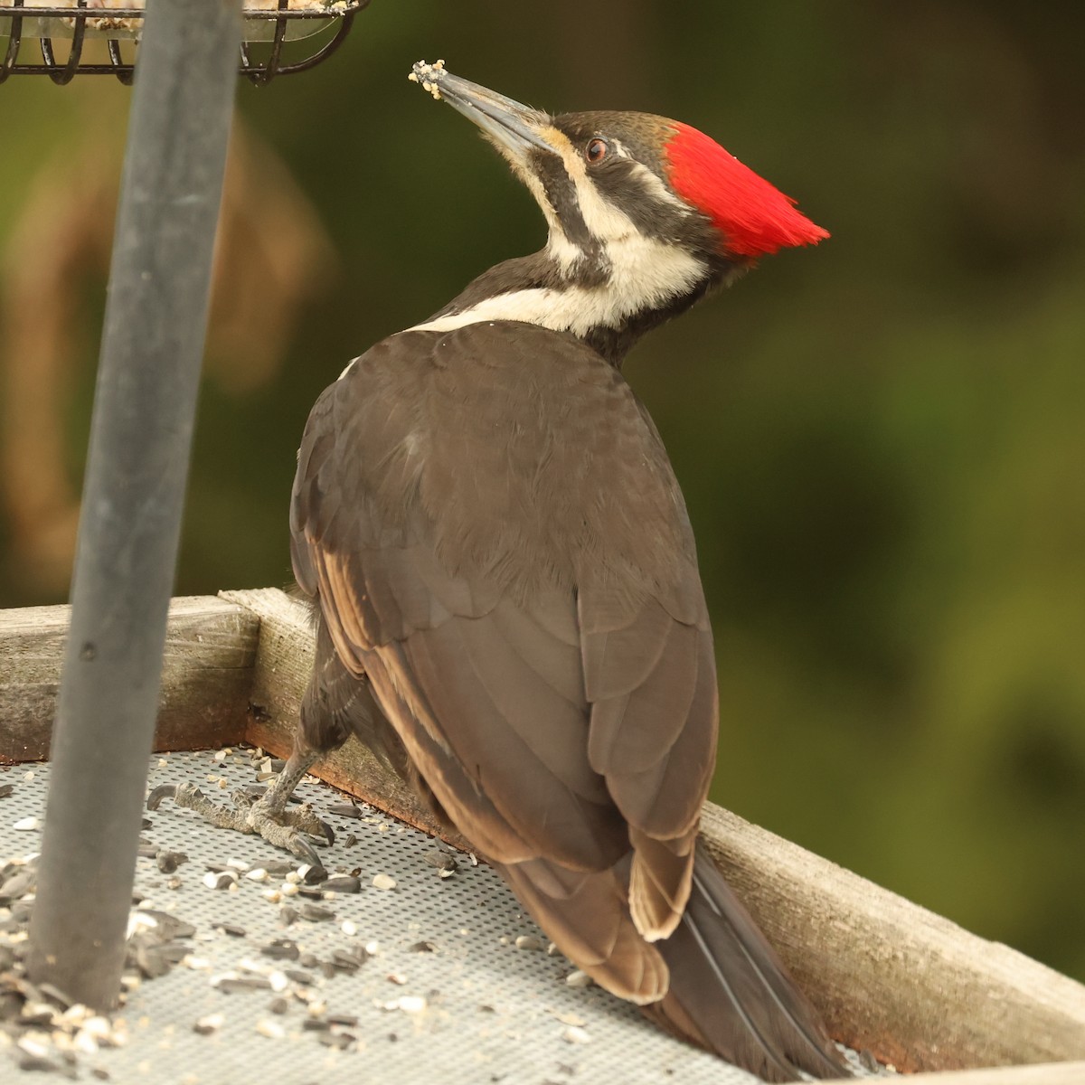 Pileated Woodpecker - ML618319727