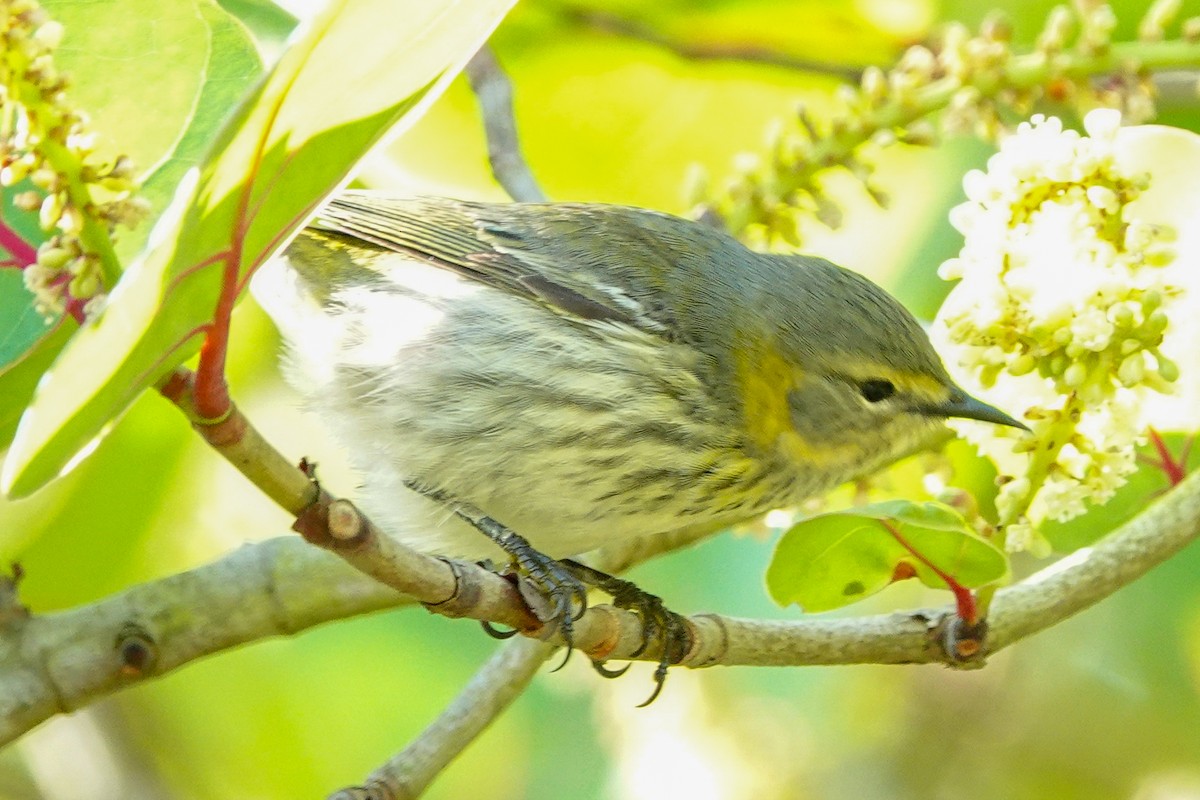 Cape May Warbler - ML618319791