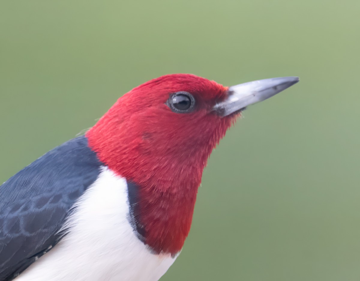 Red-headed Woodpecker - Nick Winograd