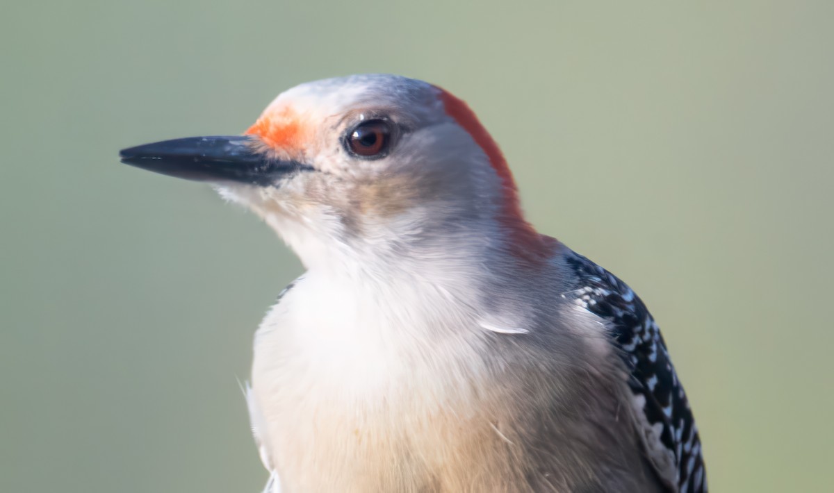 Red-bellied Woodpecker - Nick Winograd