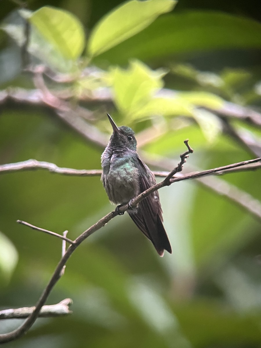 Blue-chested Hummingbird - ML618319839