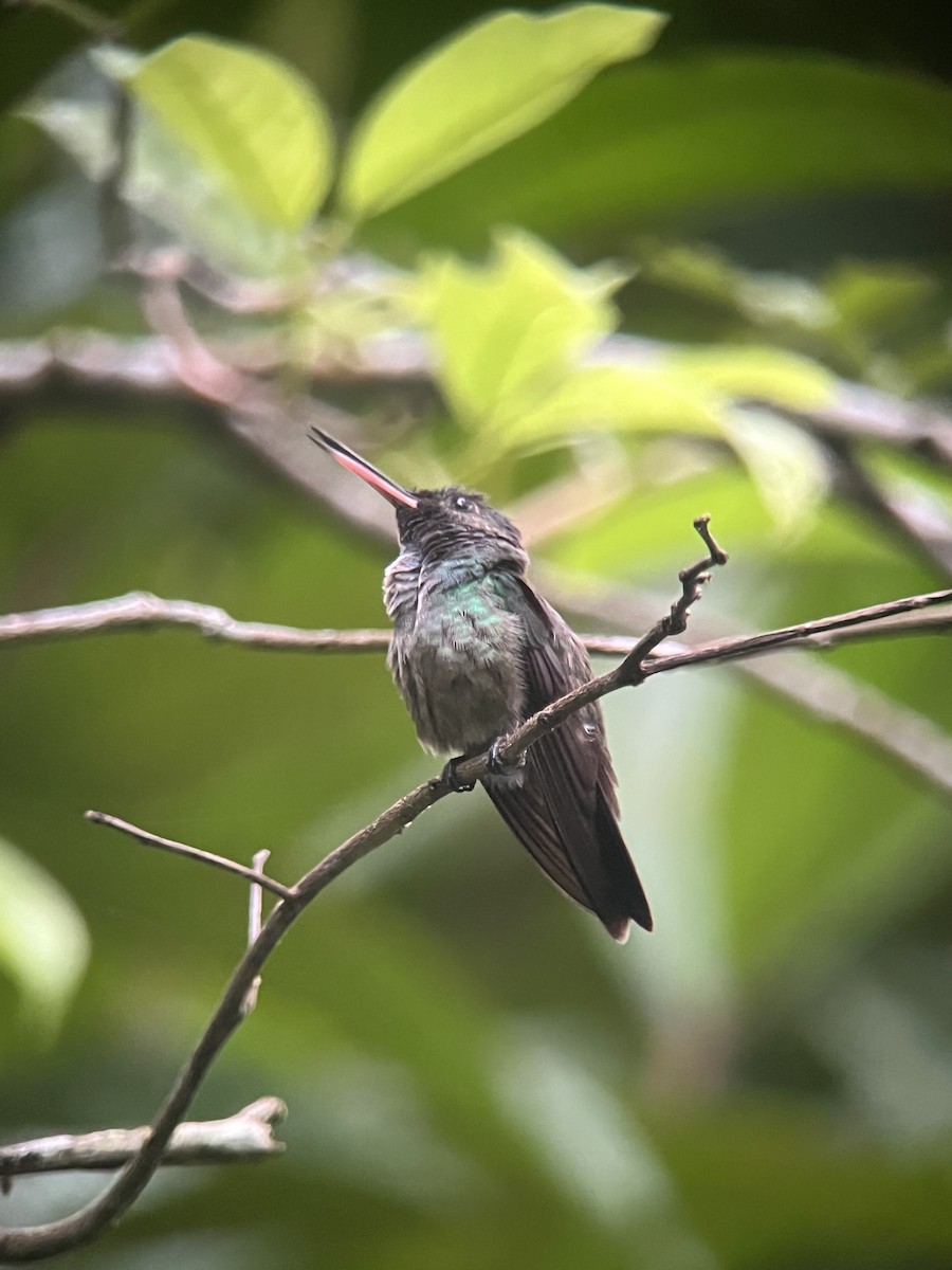 Blue-chested Hummingbird - ML618319840