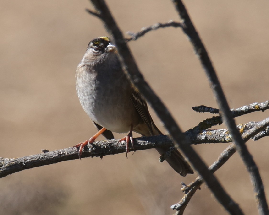 Golden-crowned Sparrow - ML618319848