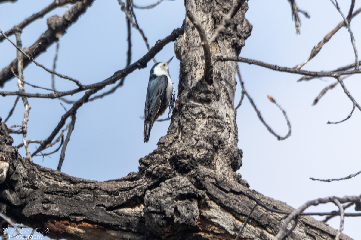 White-breasted Nuthatch - ML618319850
