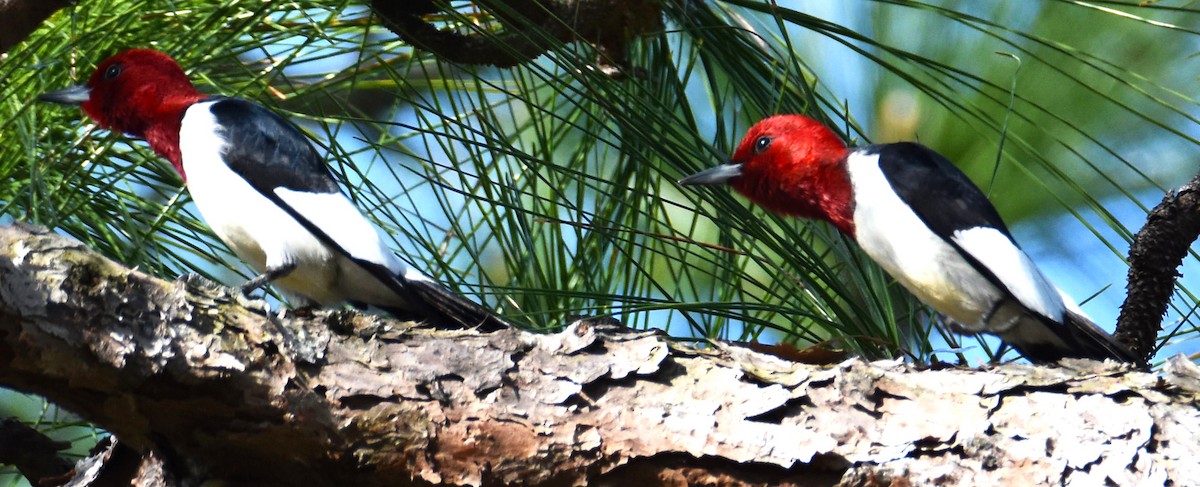 Red-headed Woodpecker - ML618319867