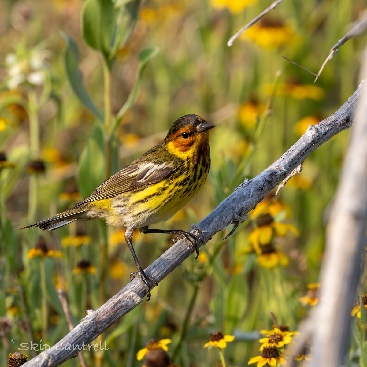 Cape May Warbler - ML618319874