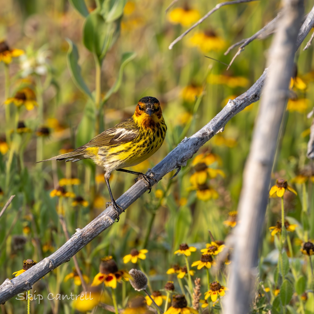Cape May Warbler - ML618319875